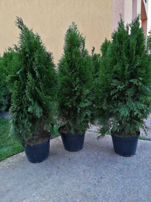 tuia smaragd la ghiveci 80,100,120,150,180 cm