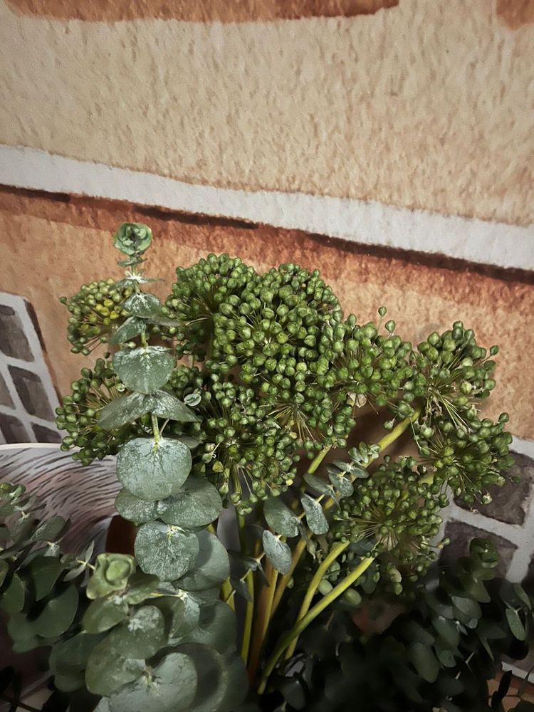 Продам свежие орхидеи