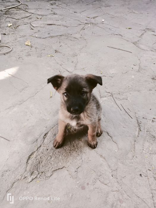 Продам щенки овчарка