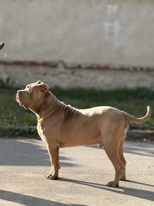 Американсо були хл