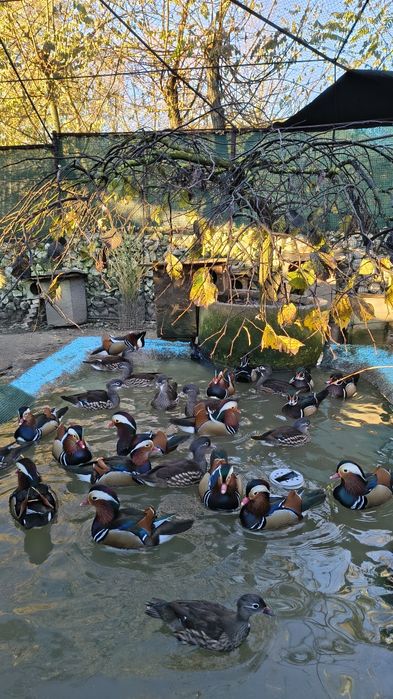 Rațe mandarine, Hottentota , Scorțișoară , Caroline