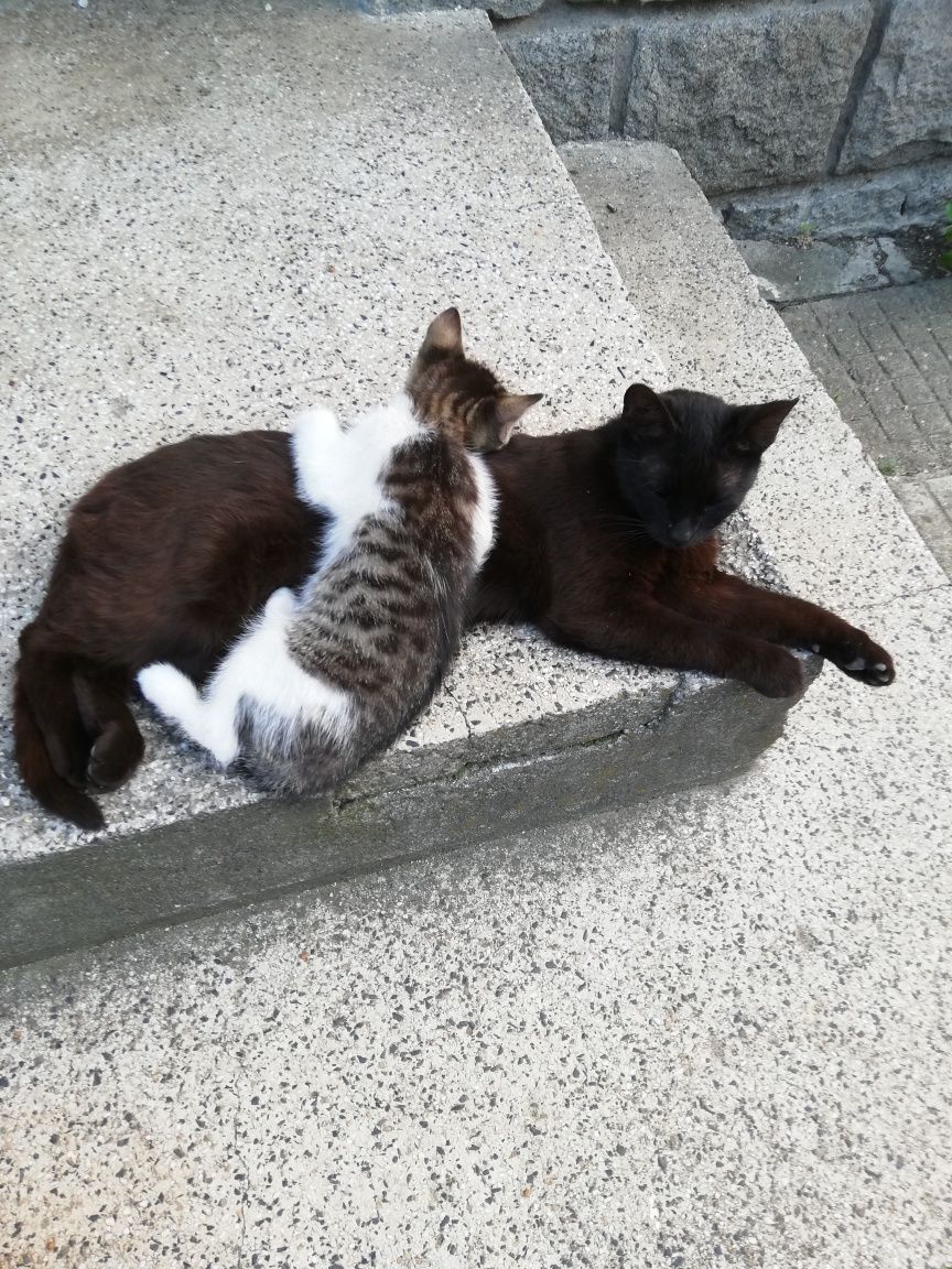 Подарявам Котета