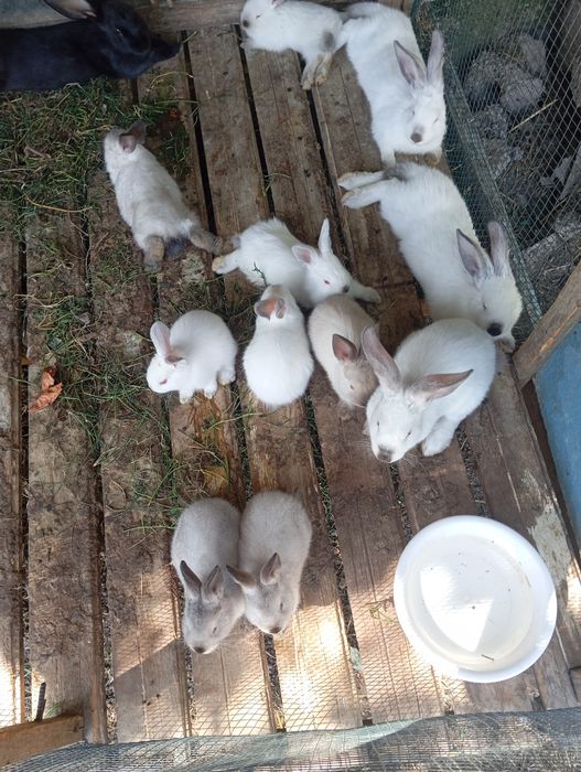 Калифорния болалари сотилади