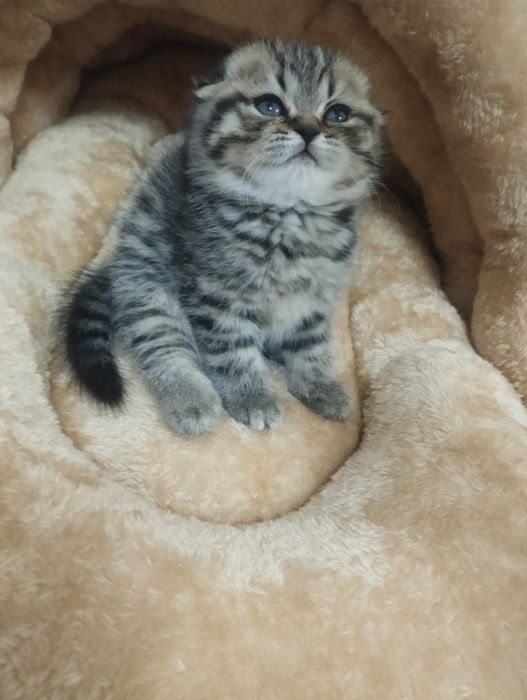 Чистокровные шотландские котята