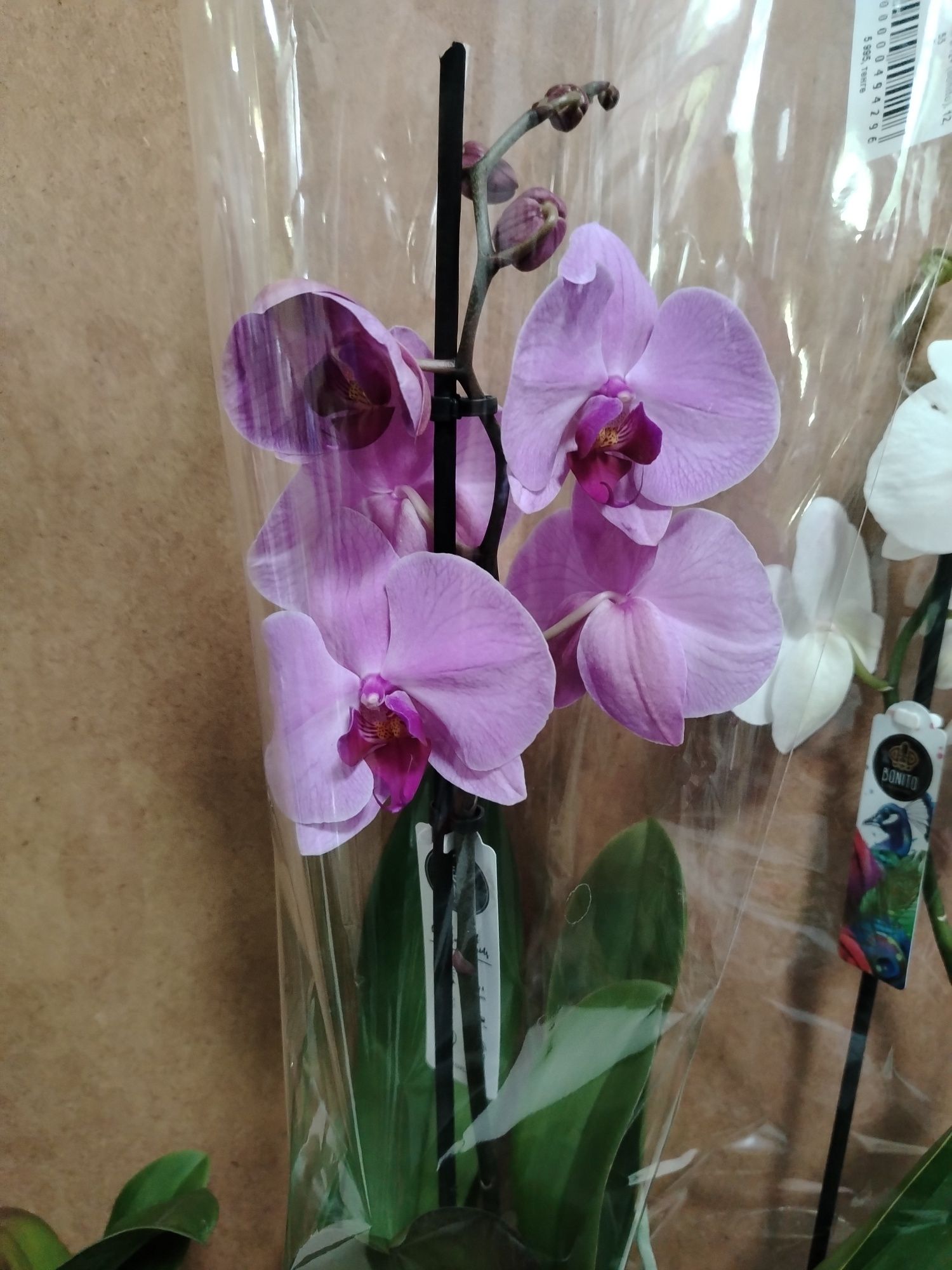 Орхидея высота 55 см распродажа
