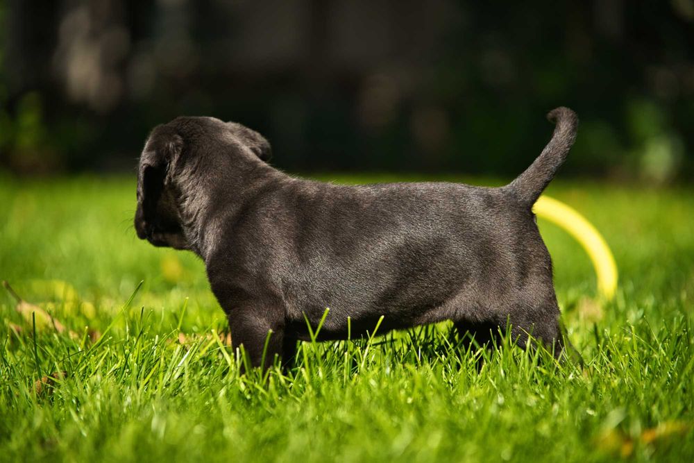 Кученца Кане Корсо Куче Cane Corso