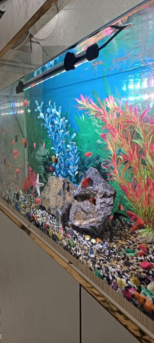 Зудлик билан сотилади