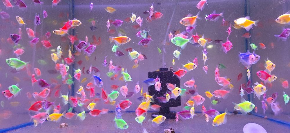 Pesti de acvariu. Scalari