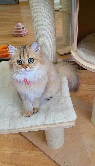 British longhair fetita adorabila  Chocolate Golden pedigree