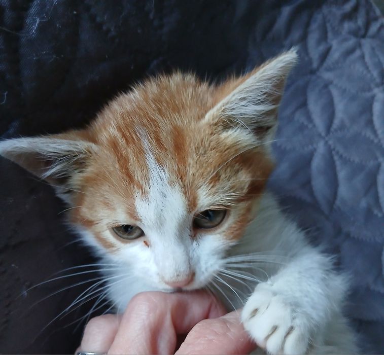 Младеж си търси дом