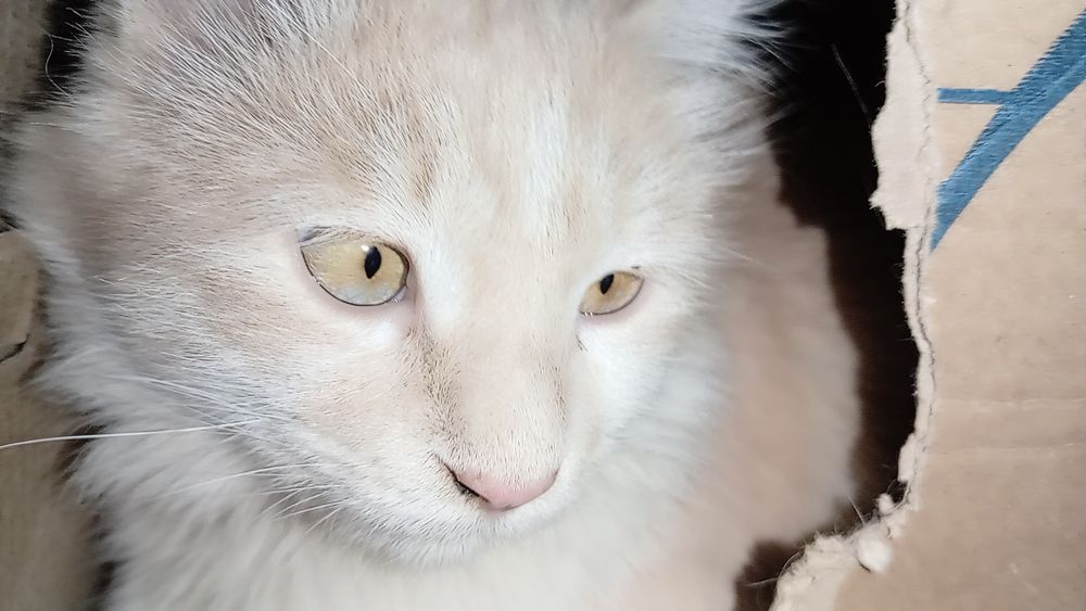 Yaxshi qollarga bereman  qiz , yuragi mexribin odamlar uchun