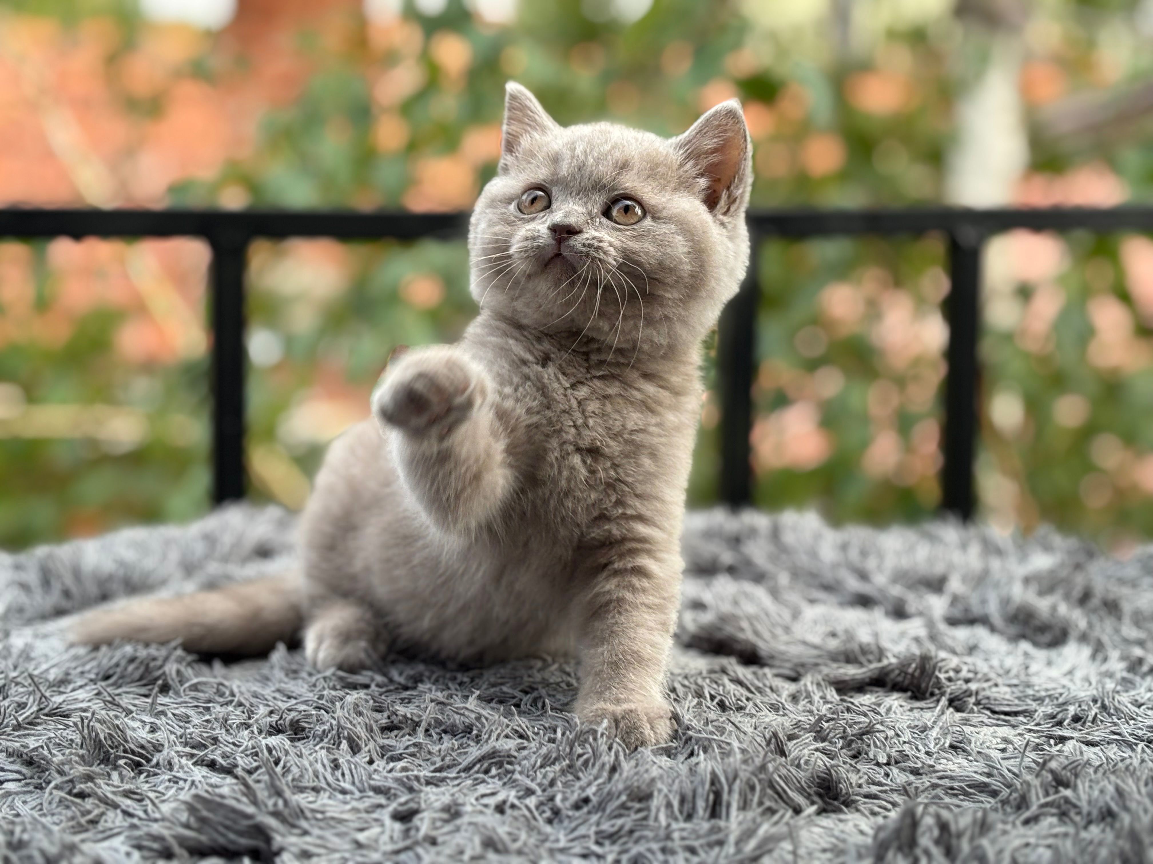 Британски котенца