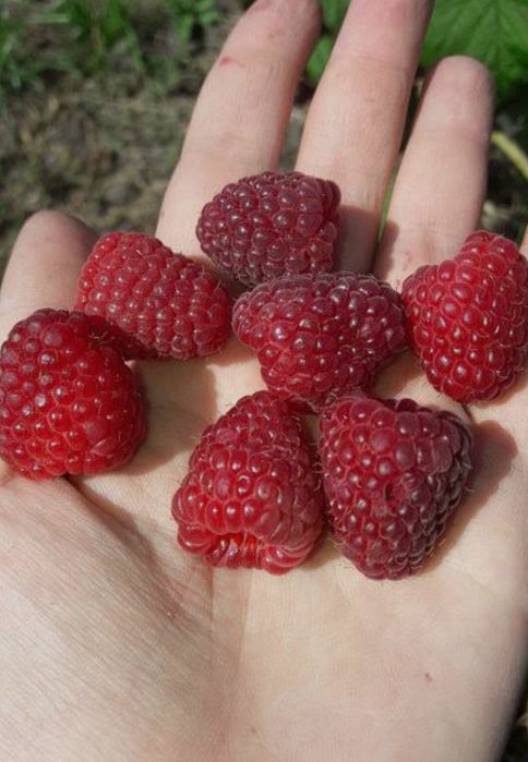 Малина Полана ва Полька,оригинал сорт