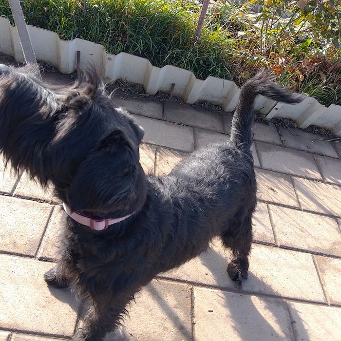 Femelă Schnauzer mittelschnauzer Negru cu Pedigree
