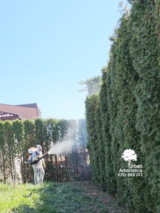 Stropire Tuia Leylandii Tratament Gard Viu - Servicii Arborist Cluj