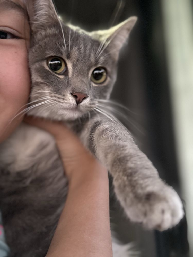 Котенок в добрые руки