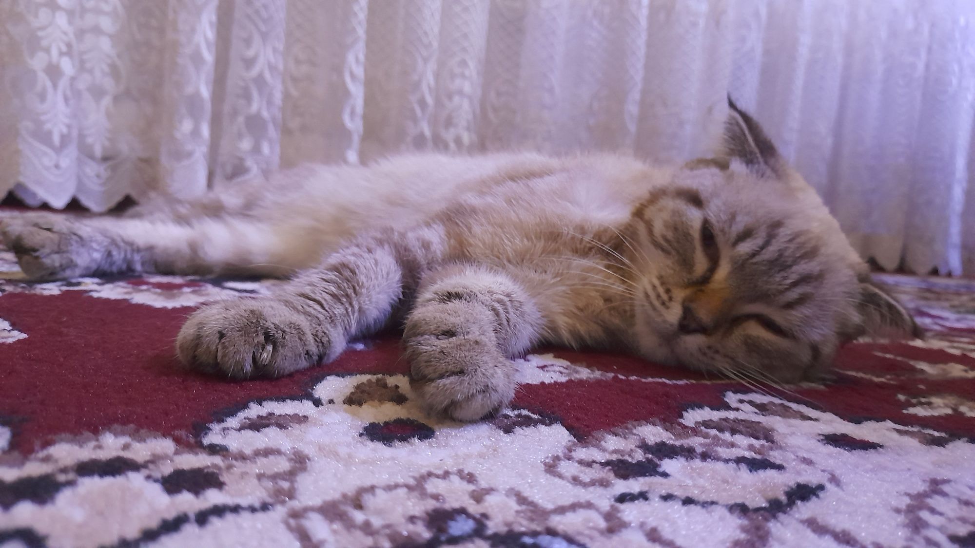Кошка [Скоттиш фолд]