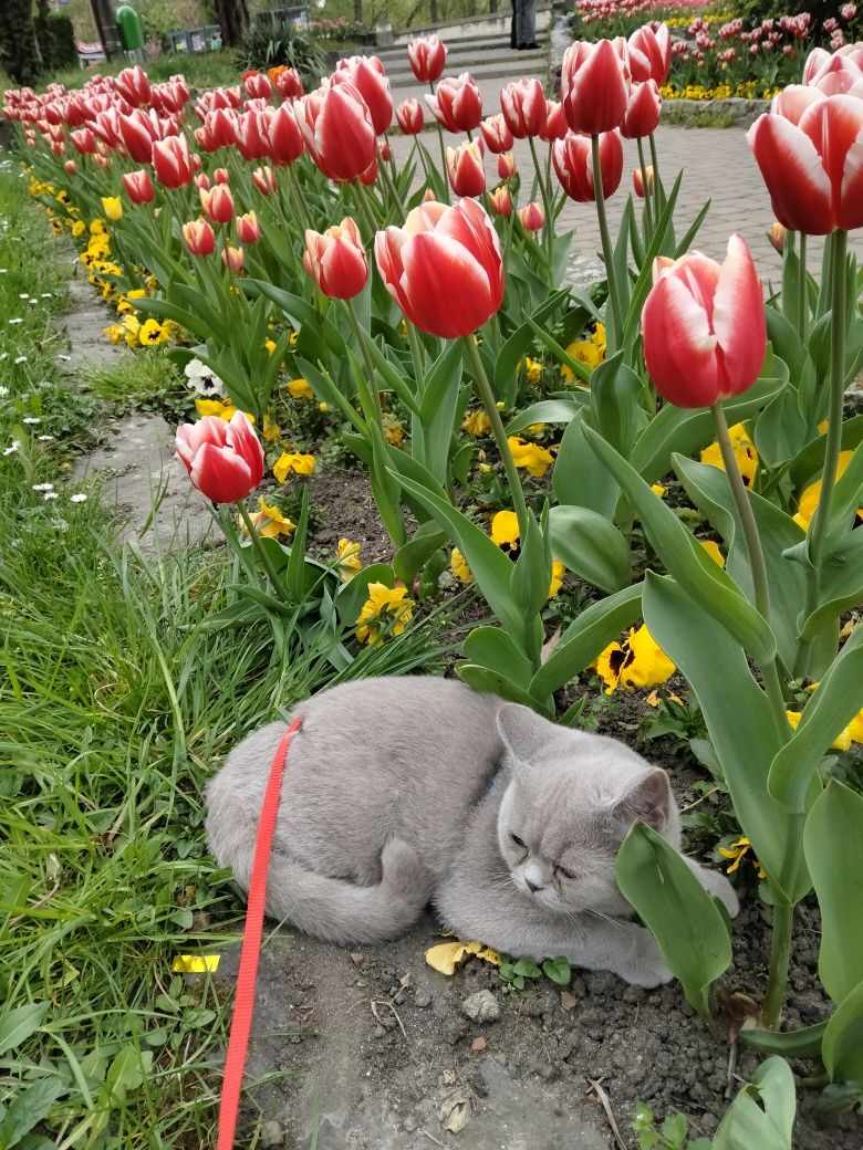 Fetiță British Shorthair