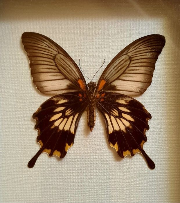 Fluturas Real Inramat Fluture Fluturi Reali Insectar Tablou