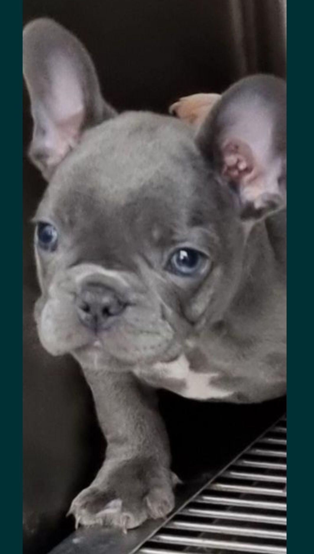 Bulldog francez femela