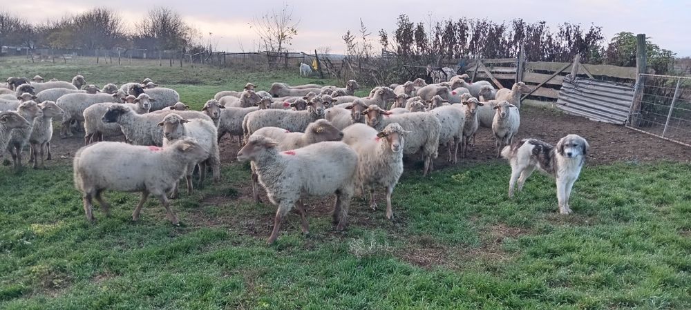 Vând oi ruste gestante