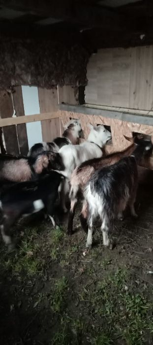 Țap alpin francez capre