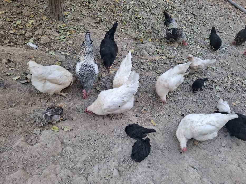 Tovuq va jo‘jala sotiladi 10 ta tovug 18 joja 2 xo‘roz