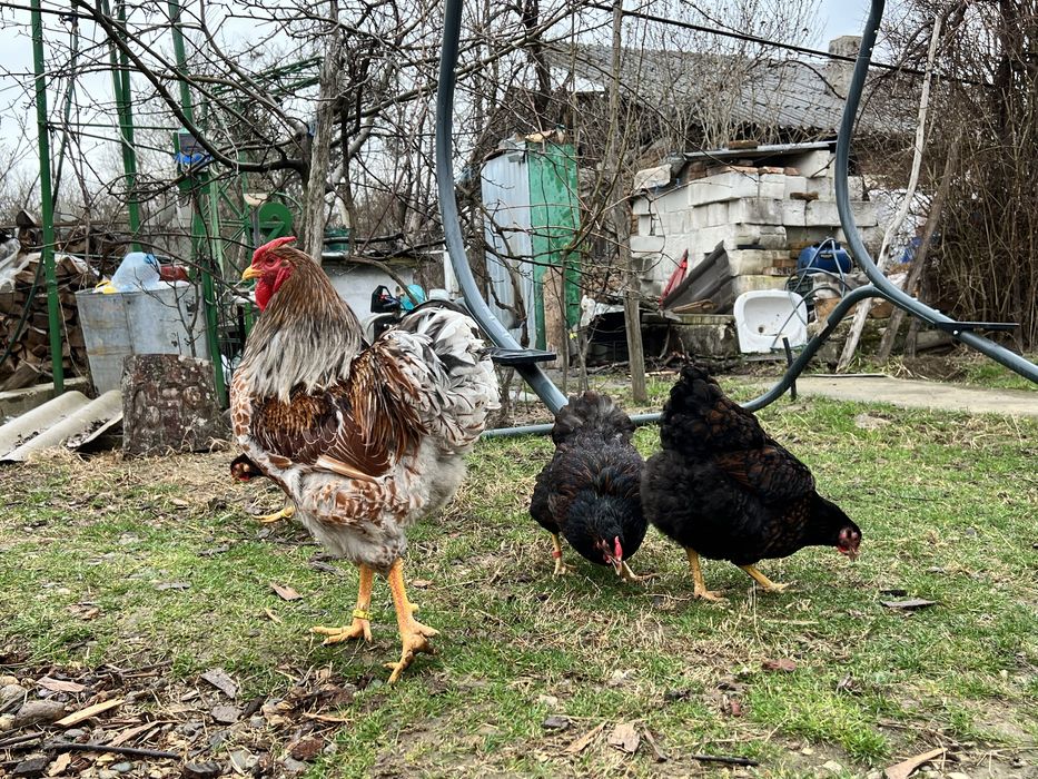 Familie Wyandotte rosu albastru auriu, GSG splash si argintiu 3+1