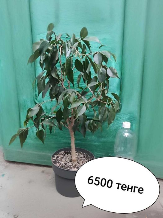 Продается бугенвилия    и другие