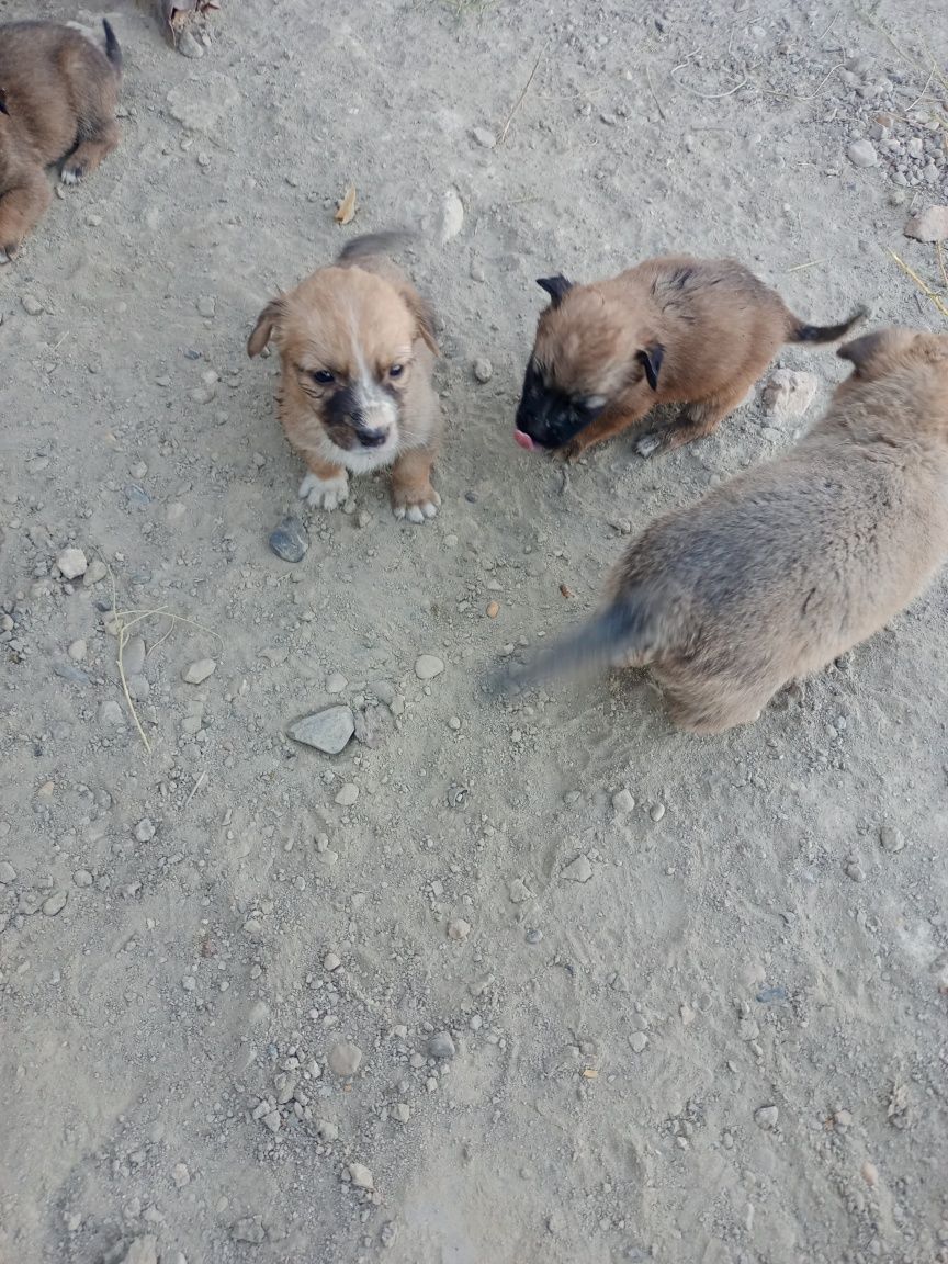 Щенки,маленькой породы,2месяца
