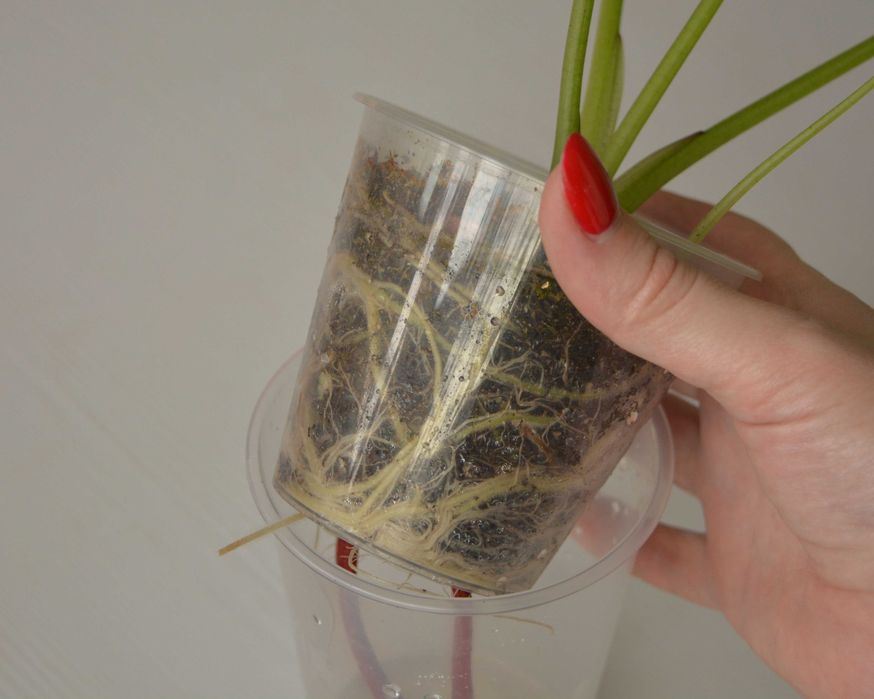 Продам Алоказия Реверса на фитильном поливе