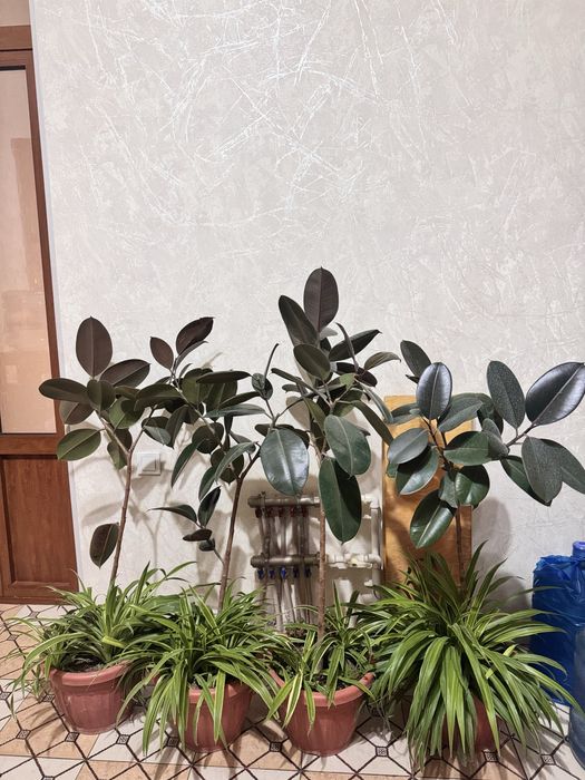 Цветы от 100 000 сум