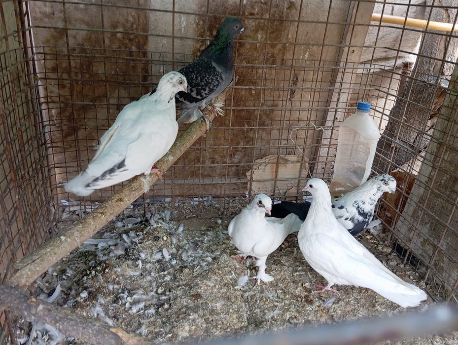 Sotiladi Toshkent shahar Bektemir tumani xamas uchib oʻynid srochn 5