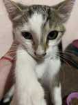 Donez motanei.