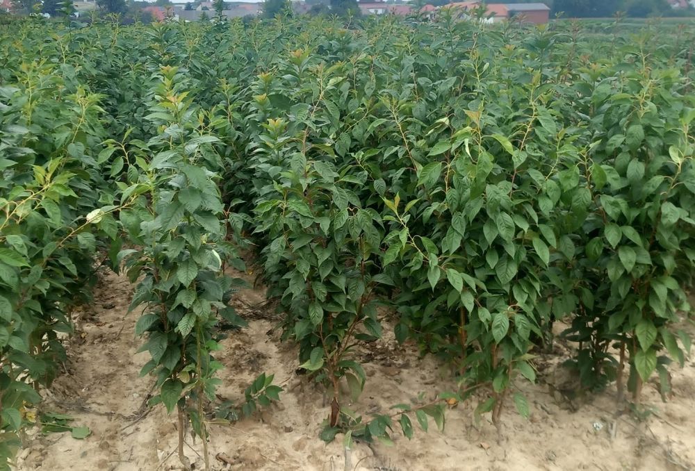 Японска вишна канзан