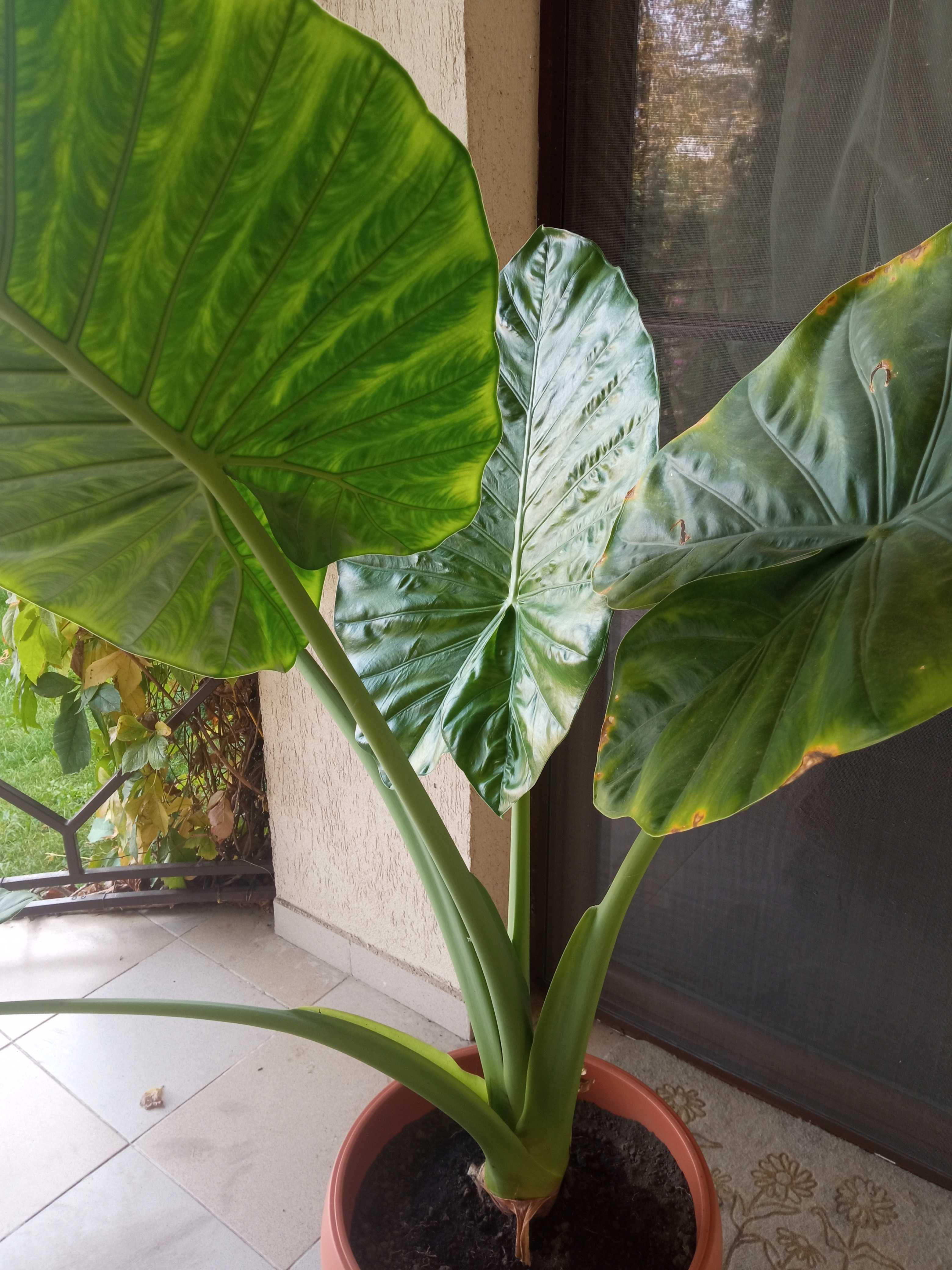 Colocasia in ghiveci