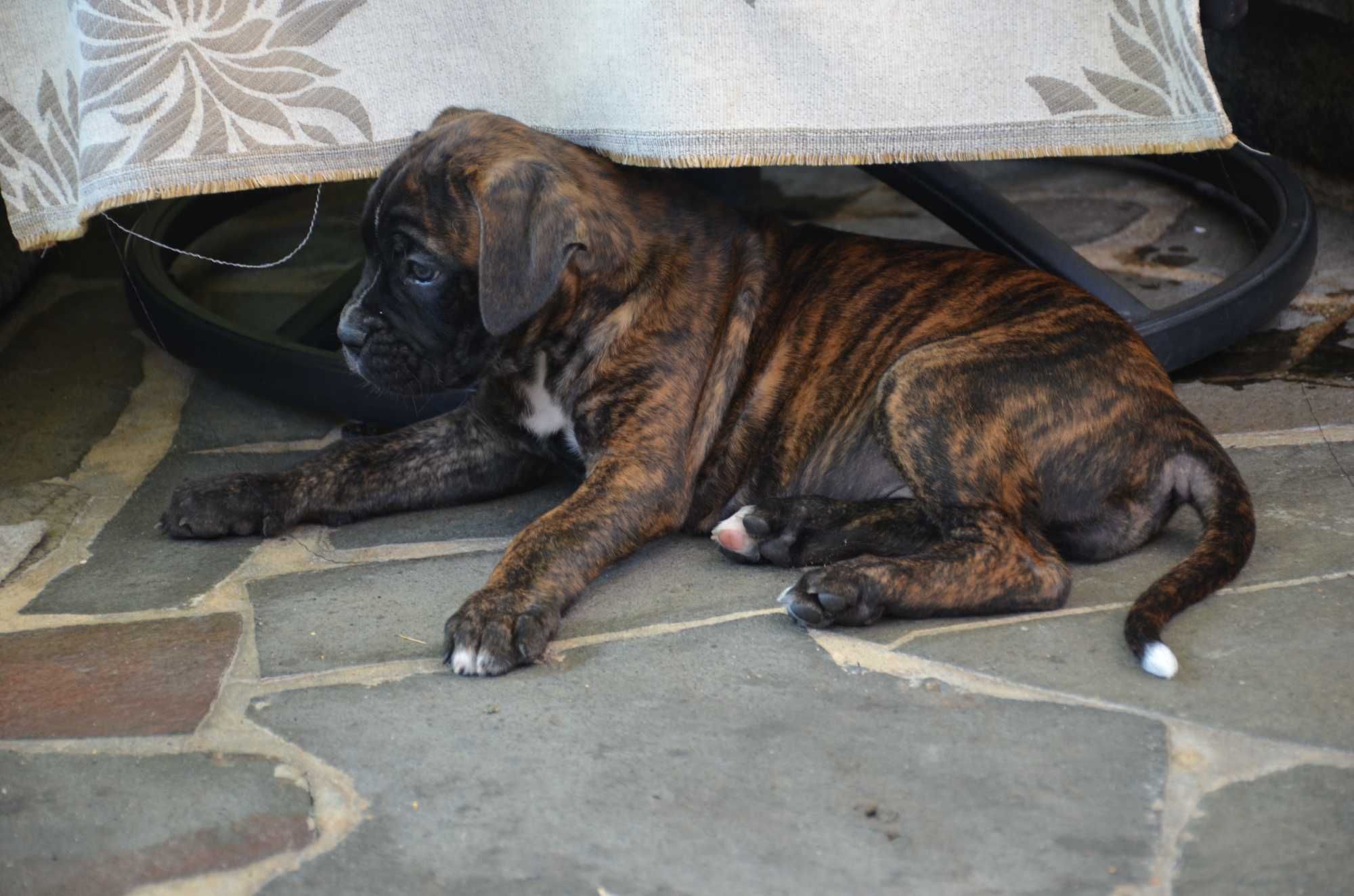 Boxer     German