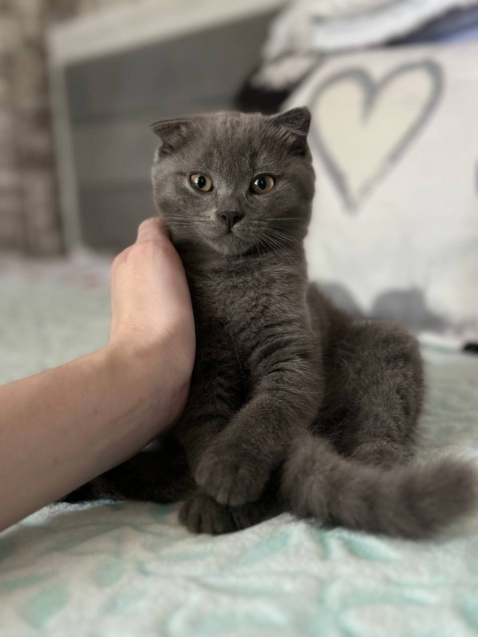 Котята Скотиш Страйт и Скотиш фолд.