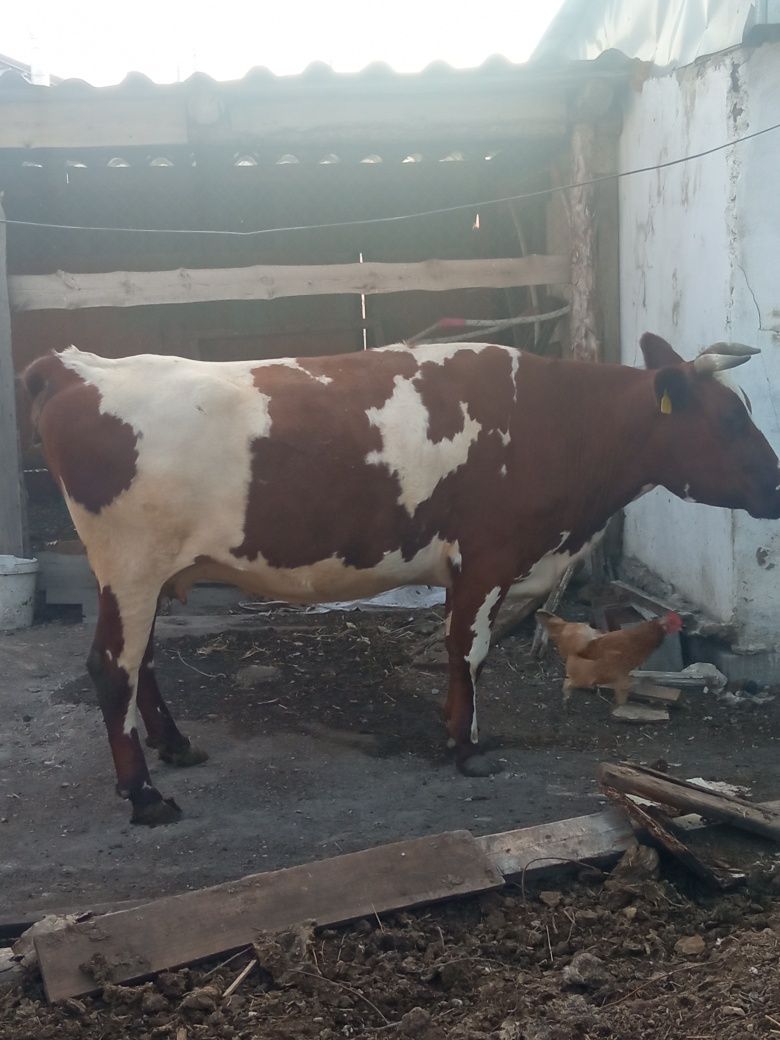 Срочна Продам Карову