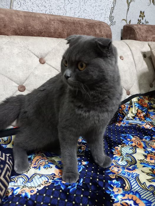 Продаем шотландского вислоухого кота( Scottish Fold)