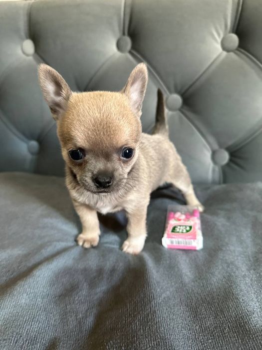 К  продаже готовятся прекрасные чистокровные МИНИ  ЧИХУАХУА