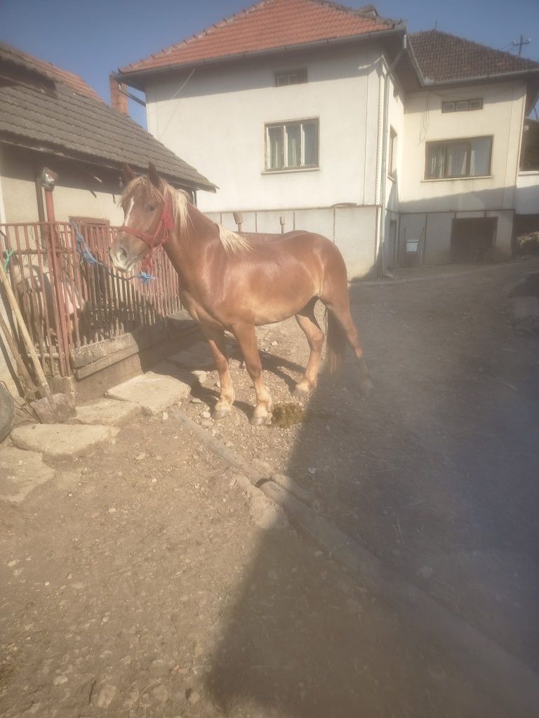 Vand mânză de 3 ani, montata