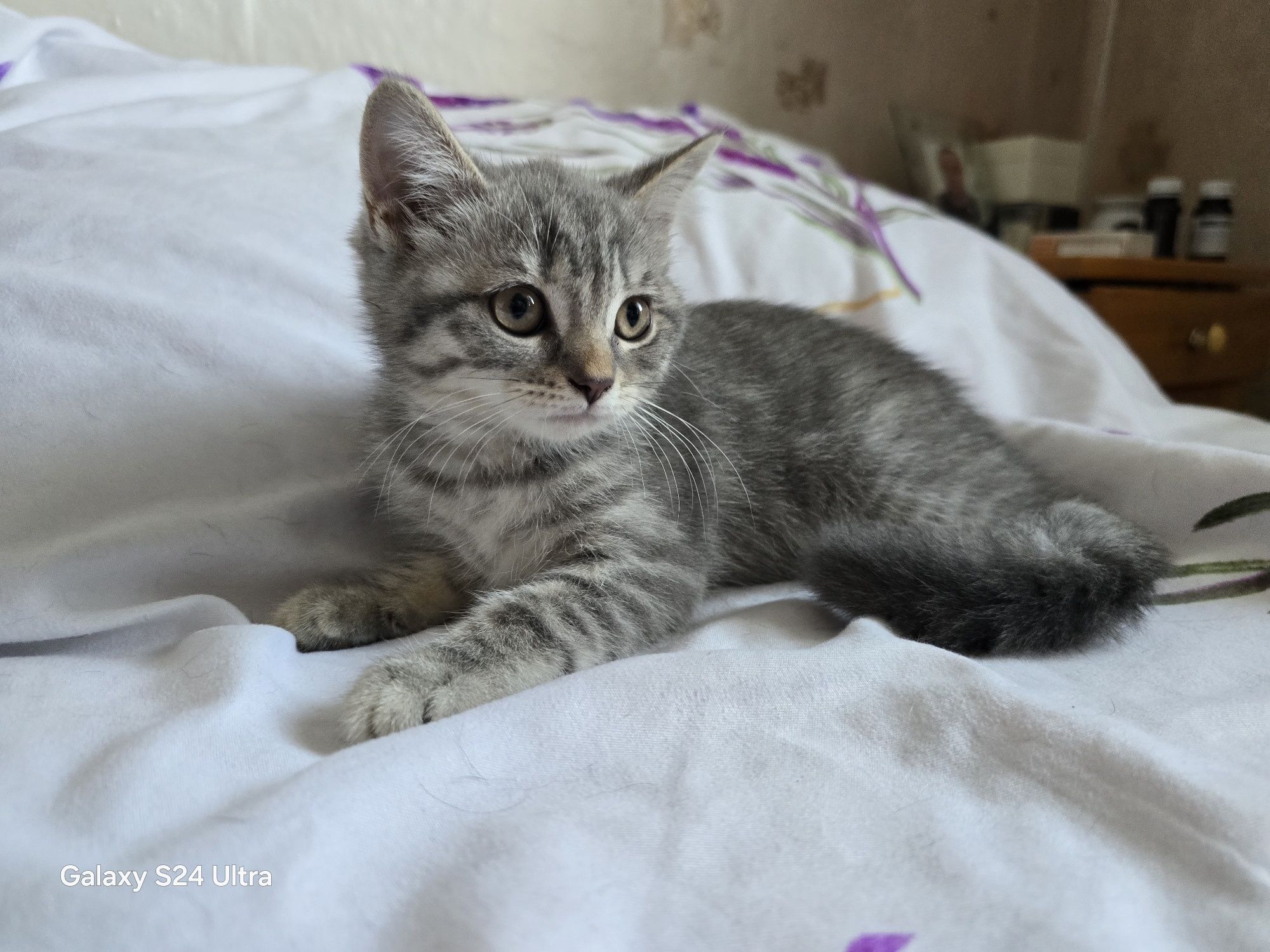 Шотландски клепоухи