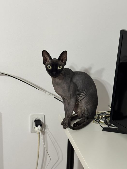 Pisica Sphynx adorabila