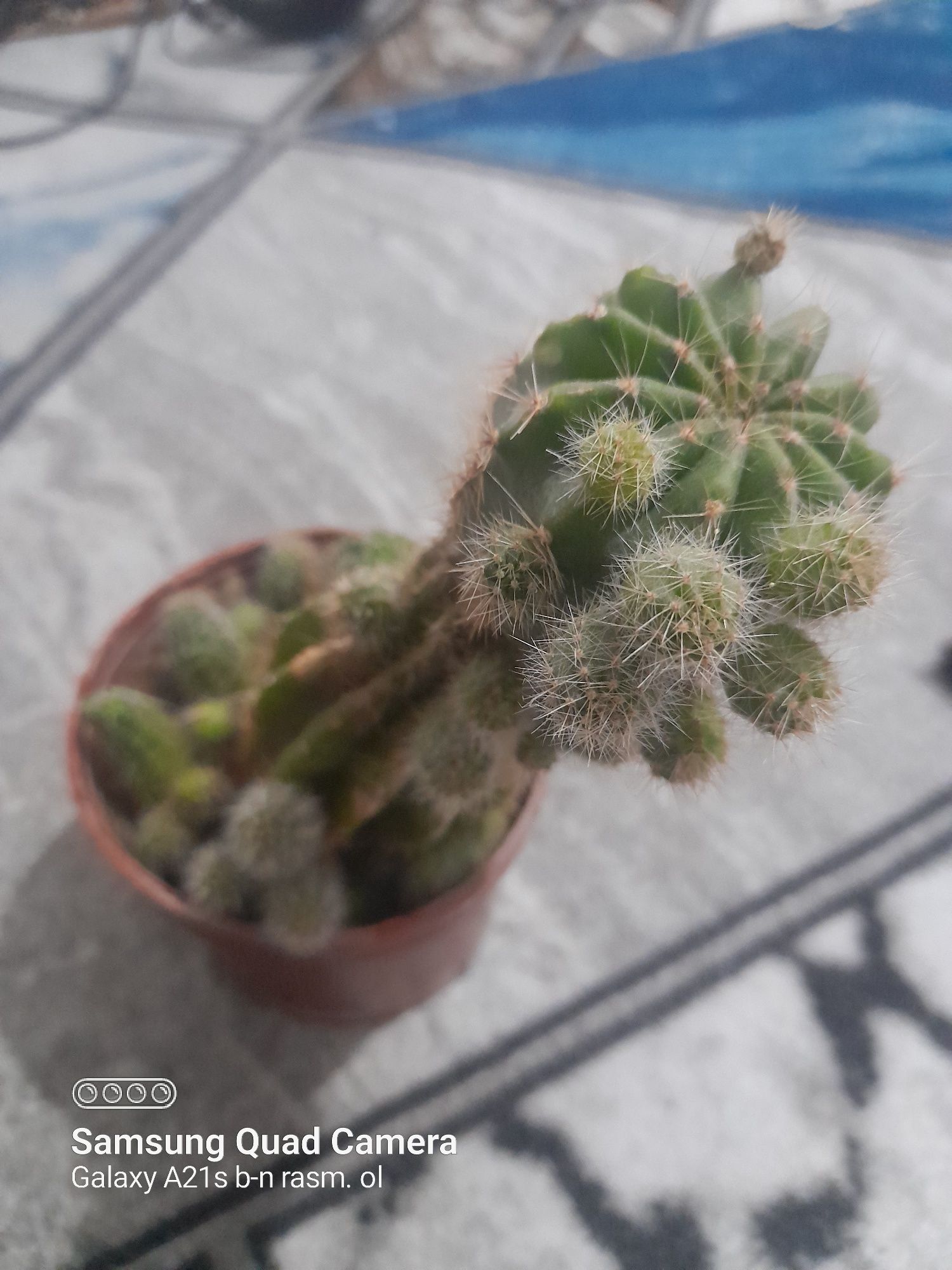 Dekarativ ustunsimon kaktus, ixcham va kõp bolali. Echinopsis kaktuz