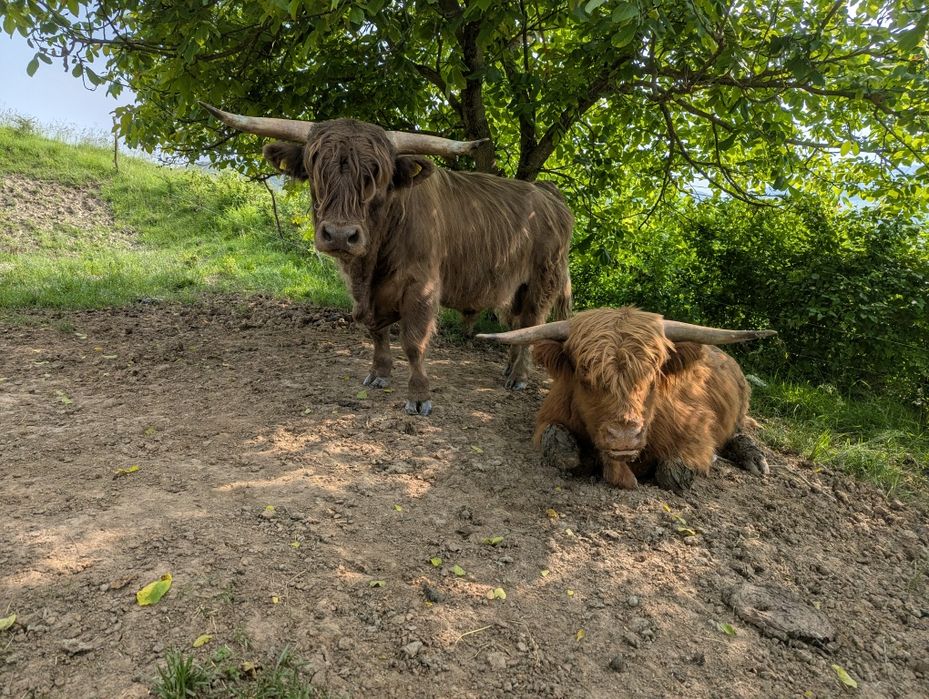 Tauri rasa highland scoțian cu origine germană