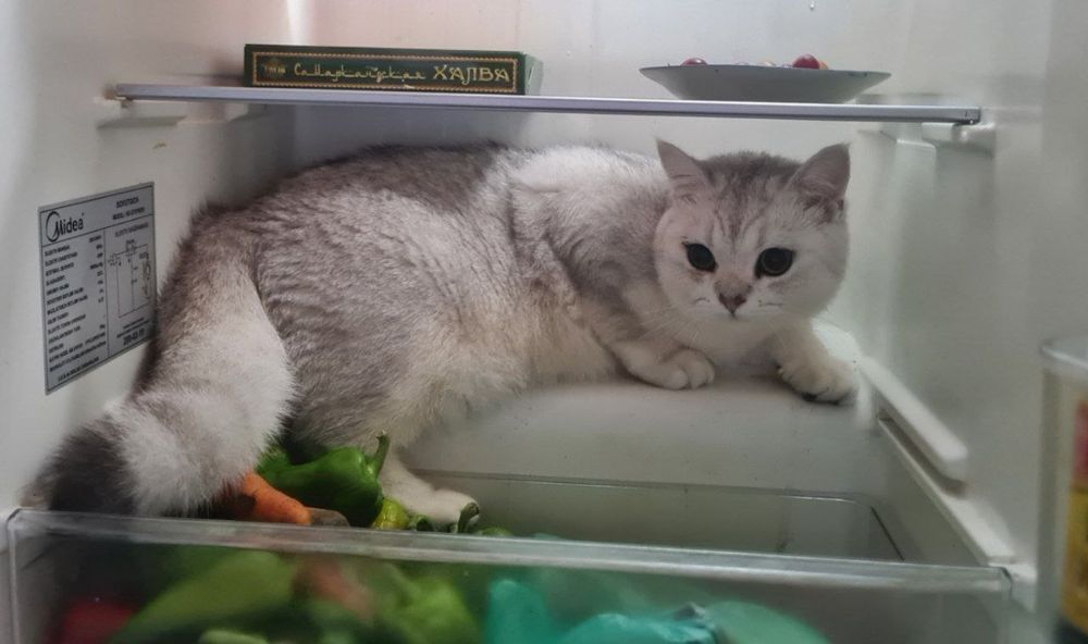 Шиншила еркак виязка