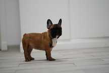 Bulldog francez mascul