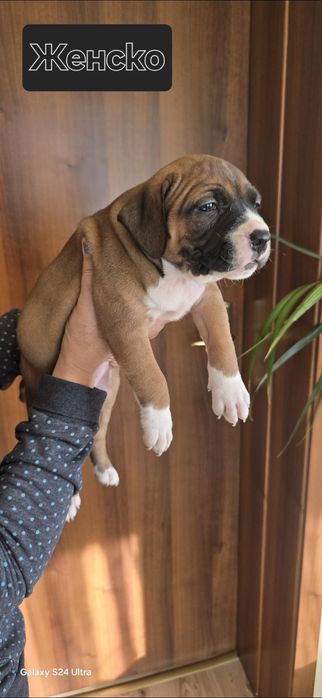 Питбули за продажба