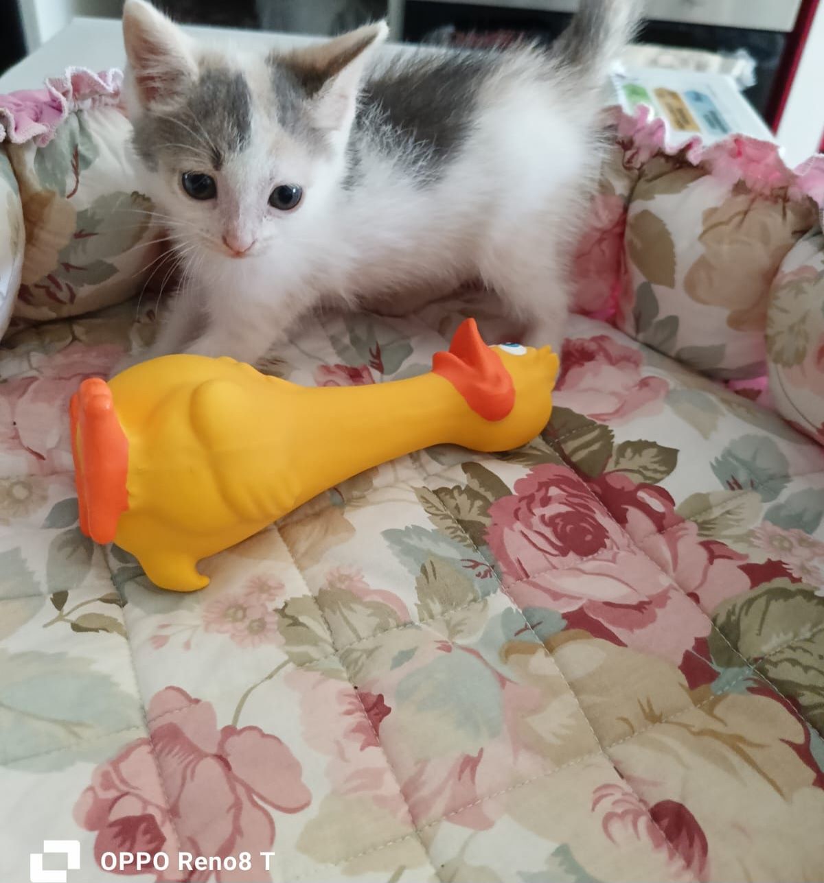 Котёнок в надежные руки.